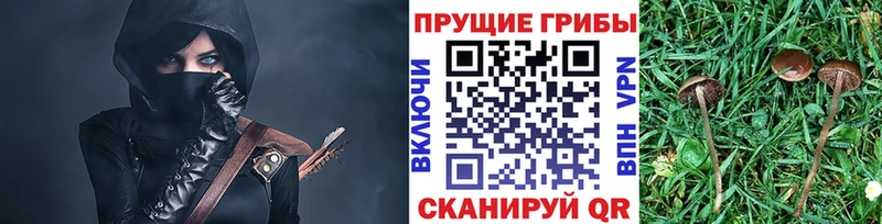 дарнет шоп  Новоульяновск  Псилоцибиновые грибы Magic Shrooms 